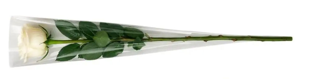 white_rose.webp