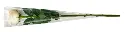 white_rose.webp